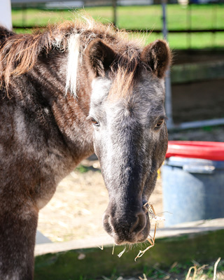 Majoda Stables